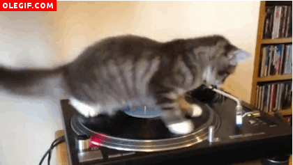 https://storage.tally.so/035504fb-9e18-49a9-a925-8760c6621d7f/giphy.gif