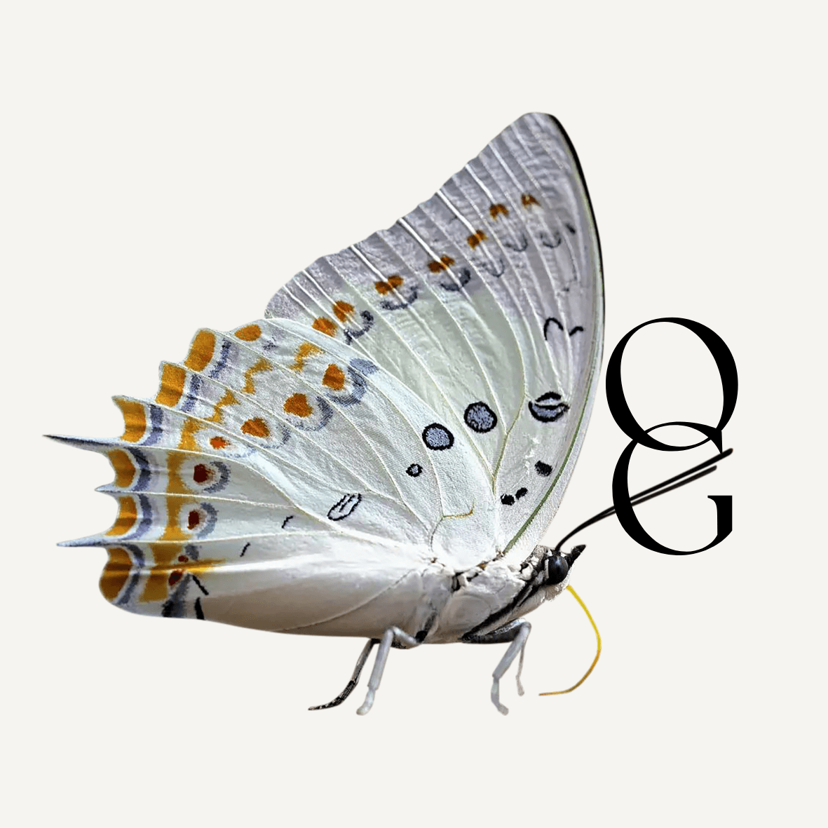 Form logo