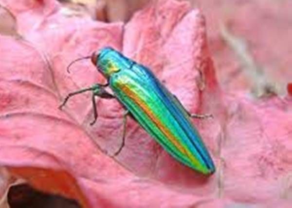 https://storage.tally.so/0fb1dbbe-d34c-4b7d-9ee2-06a4fc85e8cf/TamamushiBeetle.jpg