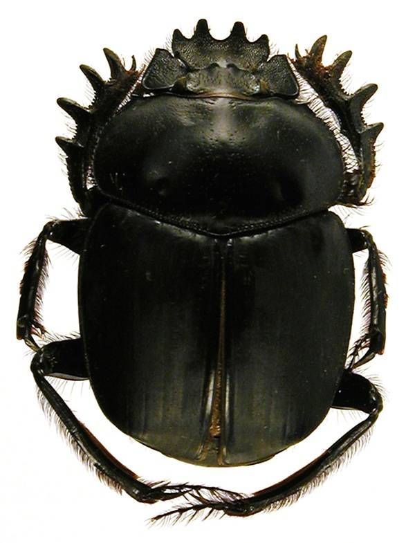 https://storage.tally.so/1073f18b-4f8e-418d-bc5b-553aea49e7c3/SacredScarabBeetle.jpg