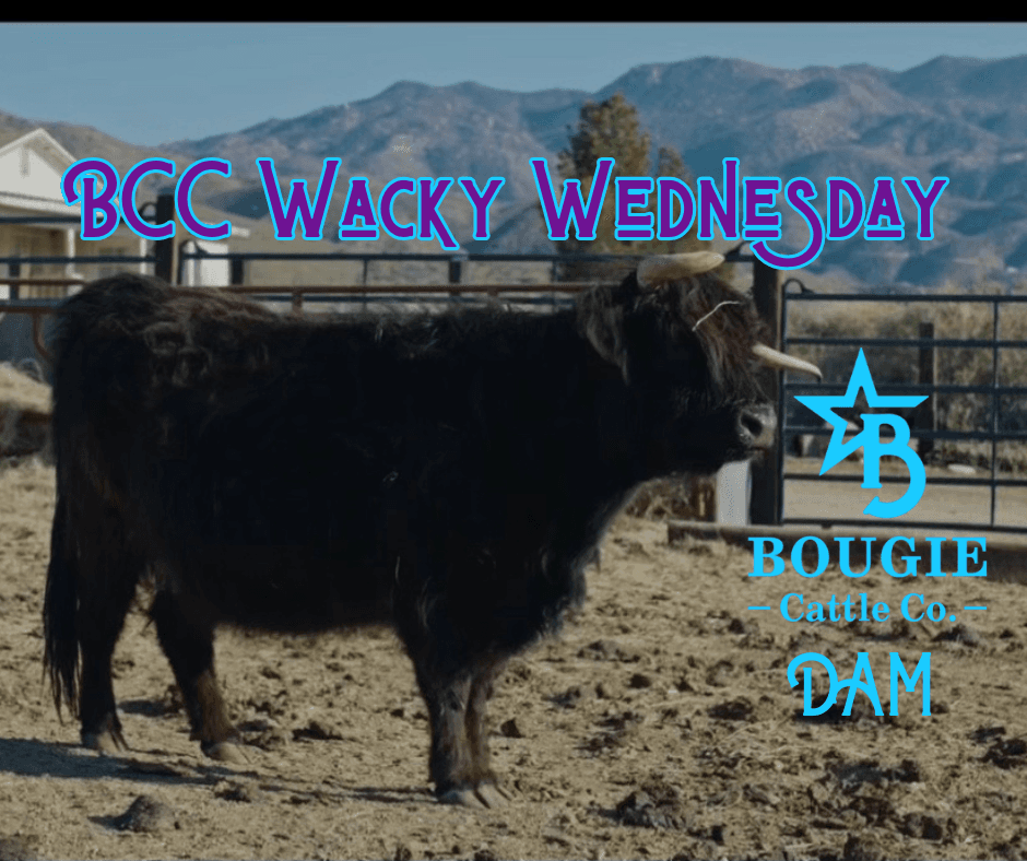 https://storage.tally.so/175e87d6-4de5-4305-90a6-20b8e092ad34/Wacky-Wednesday.png