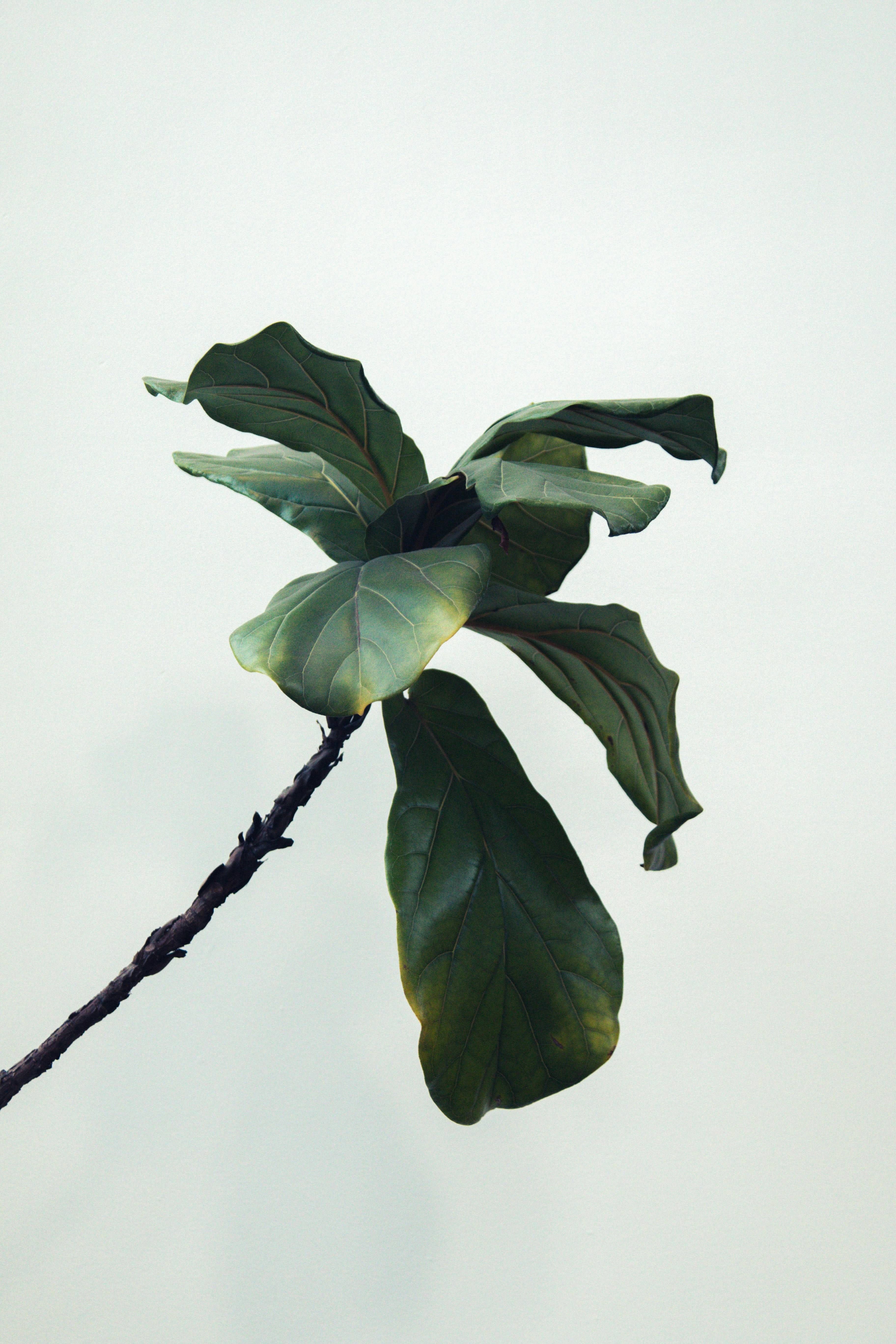 Form cover