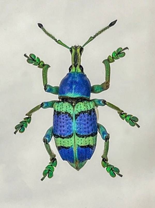 https://storage.tally.so/2a51b1b9-06d7-45be-8b8f-44313306b234/GreenBandedWeevil.jpg