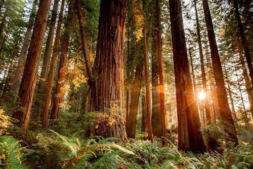 https://storage.tally.so/2c21ba1e-59d9-4699-b172-c99f7c30f81a/Redwood.jpg