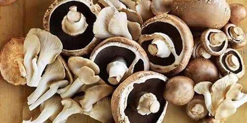 https://storage.tally.so/2c960733-a6f0-4ebb-9323-6bef8f2ad753/Mushrooms.jpg