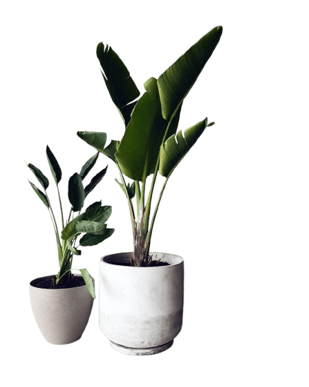 https://storage.tally.so/2eb9ae92-b497-4316-9a6d-adf4017f7508/strelitzia-removebg-preview.png