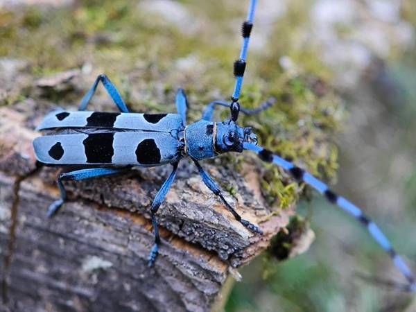 https://storage.tally.so/312e9a60-2f5c-4114-9d3d-bd15d995a177/AlpineLonghornBeetle.jpg