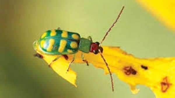 https://storage.tally.so/332a7058-8d43-4ab3-bbb5-fbbc8329fbbc/BandedCucumberBeetle.jpg