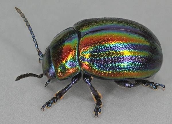 https://storage.tally.so/3c099e1a-276b-436d-bd7d-3e8bc0c6dafc/RainbowLeafBeetle.jpg