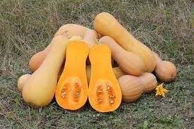 https://storage.tally.so/3d145c2e-23e5-4406-a1b4-b5b80a44d4f4/ButternutSquash.jpg