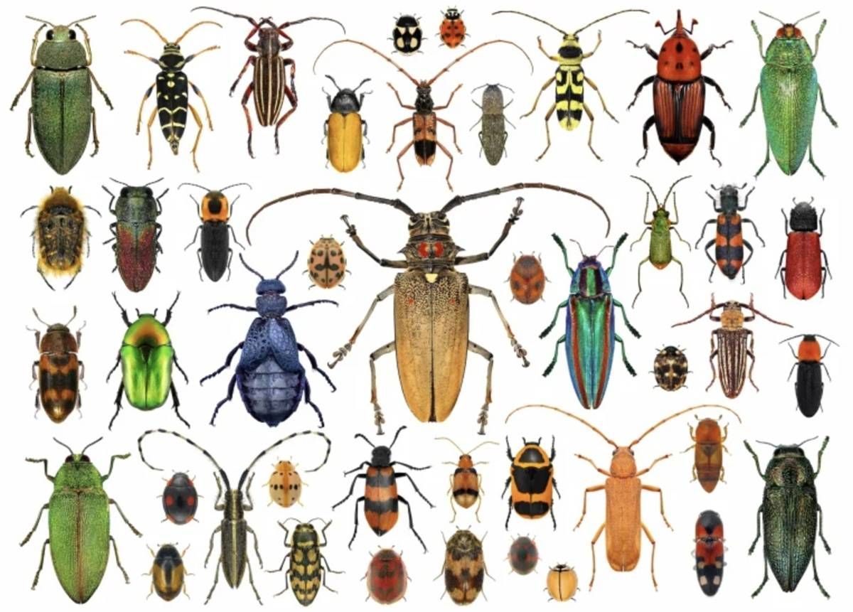 https://storage.tally.so/447f7143-3375-4daf-ba0c-f01c92da2d39/Favorite-Beetles---Header.jpg