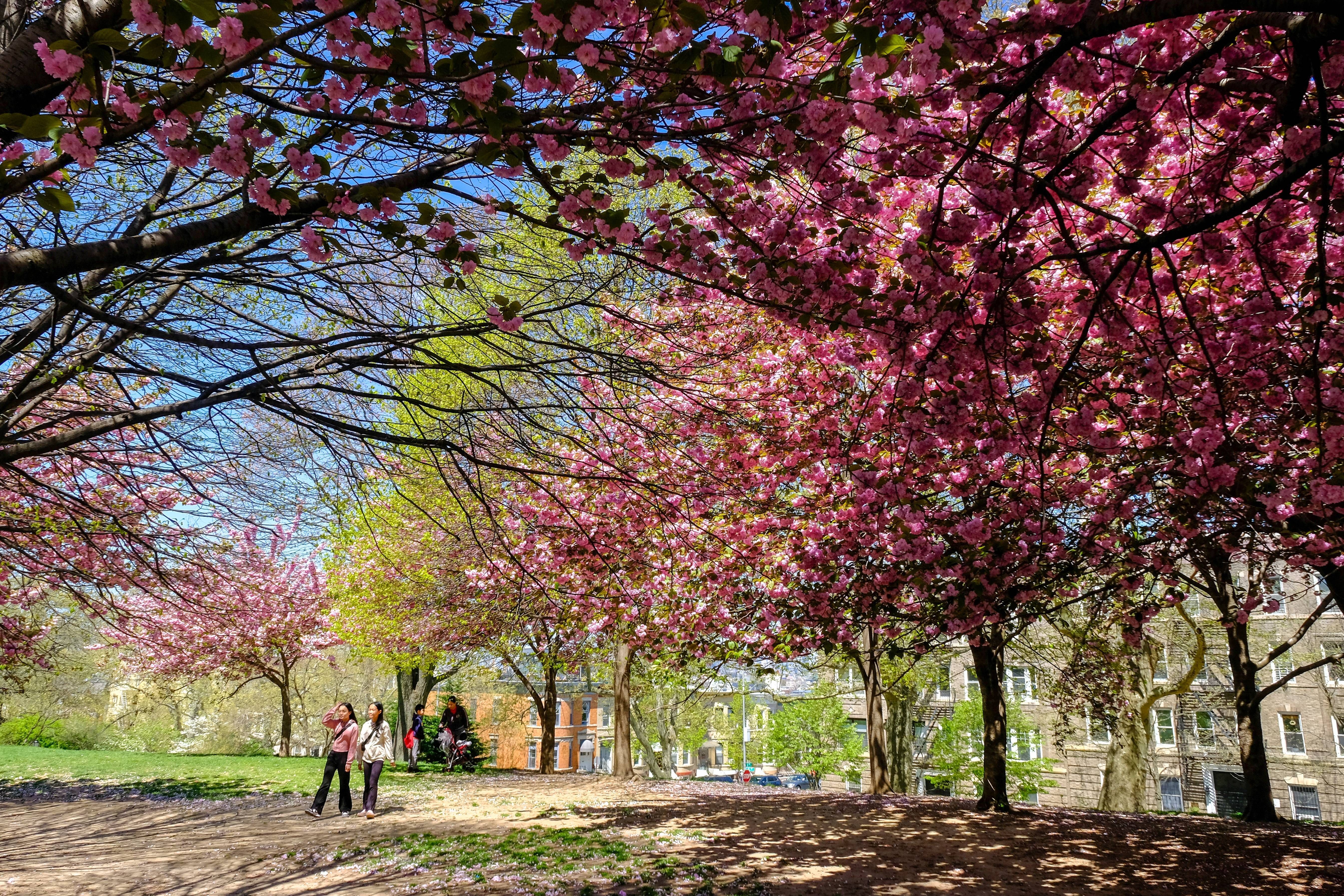Dappled light shines through pink cherry blossoms as visitors walk through Sunset Park. Adjacent apartment buildings are visible through the trees. 