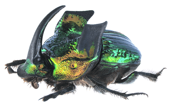 https://storage.tally.so/4dc7a997-0744-4770-8404-135546f5c052/PhanaeusDemonBeetle.png