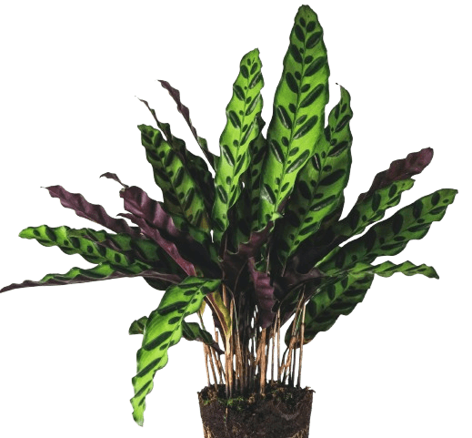 https://storage.tally.so/57c5452f-b3e8-4aa7-a09d-669dfe6cb4e6/1_Calathea-Insignis-removebg-preview.png