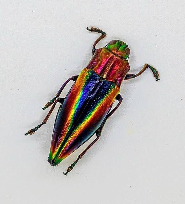 https://storage.tally.so/59805acc-0cf4-40b9-a094-84917b6820f8/RainbowJewelBeetle.jpg
