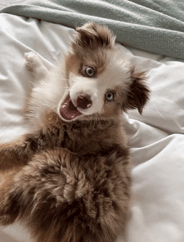 https://storage.tally.so/5b9e77bb-6fb4-4c49-b5d9-09d85ec6be76/Border-Collie-Mack-GIF-by-The-Siciliano-Group.gif