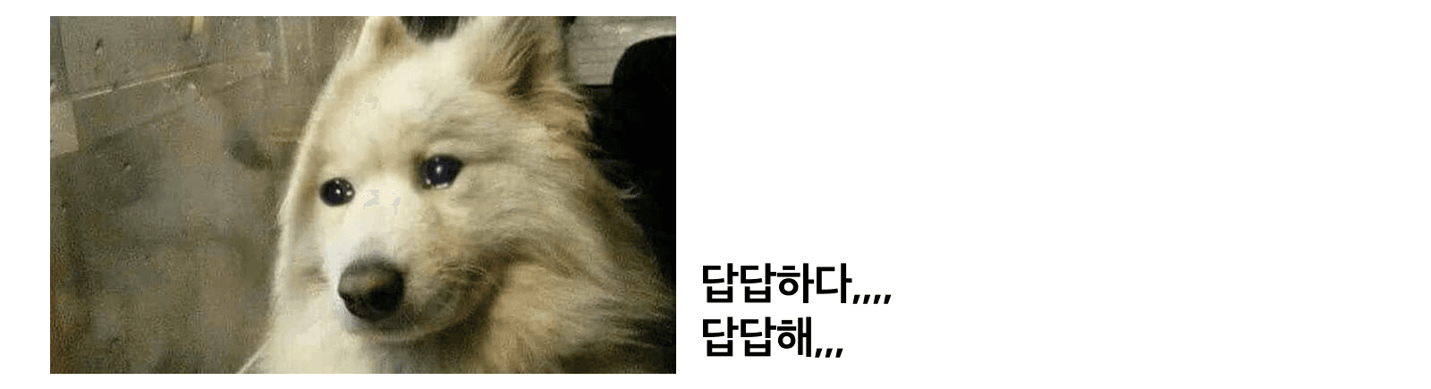 https://storage.tally.so/60801aa6-4ff9-466a-a94b-ea8dea10228c/cryingdog2.png