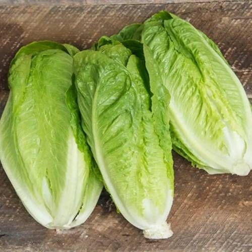 https://storage.tally.so/60aa1709-7e3f-4734-a31c-8b6d7352ecf7/RomaineLettuce.jpg