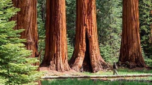 https://storage.tally.so/6824e11f-7067-4f6d-a592-0ebfe02877b1/Sequoia.jpg