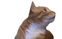https://storage.tally.so/695fda5e-8c1d-41c3-98f6-021f5fecce4d/confused-marmalade.gif