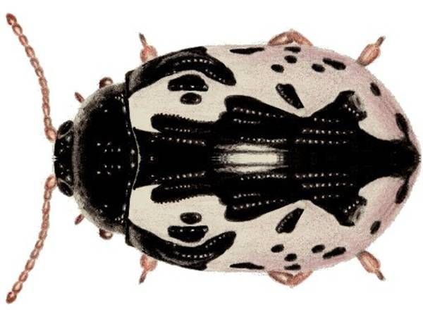 https://storage.tally.so/8aa1f87b-008d-43ce-9796-63de29e7b235/CalligraphaBeetle.jpg