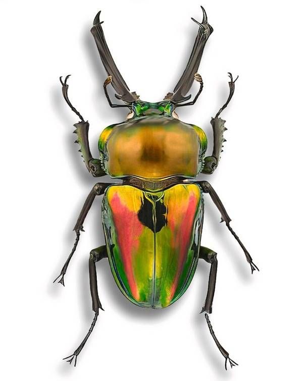 https://storage.tally.so/8bbd20eb-5807-4f80-8ebe-cba4987a9162/RainbowStagBeetle.jpg