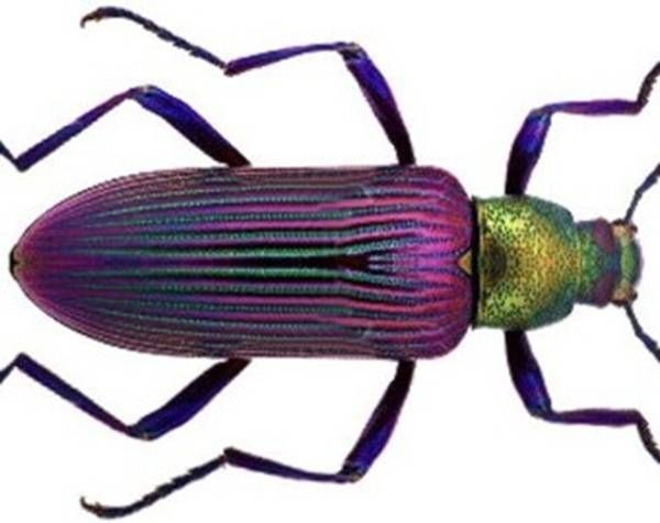 https://storage.tally.so/8e1fb1e8-1d44-4141-992f-0aaaa77629ee/ColouredDarklingBeetle.jpg