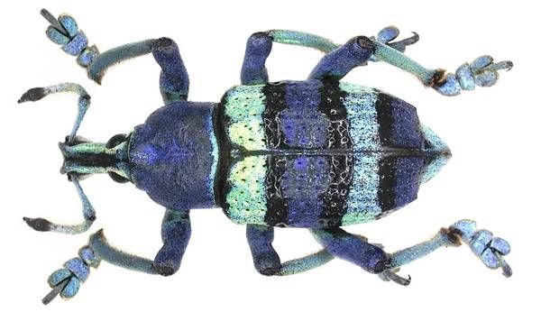 https://storage.tally.so/8e735a86-cafd-4161-a7a5-ea6279157bc9/SchonherrsBlueWeevil.jpg