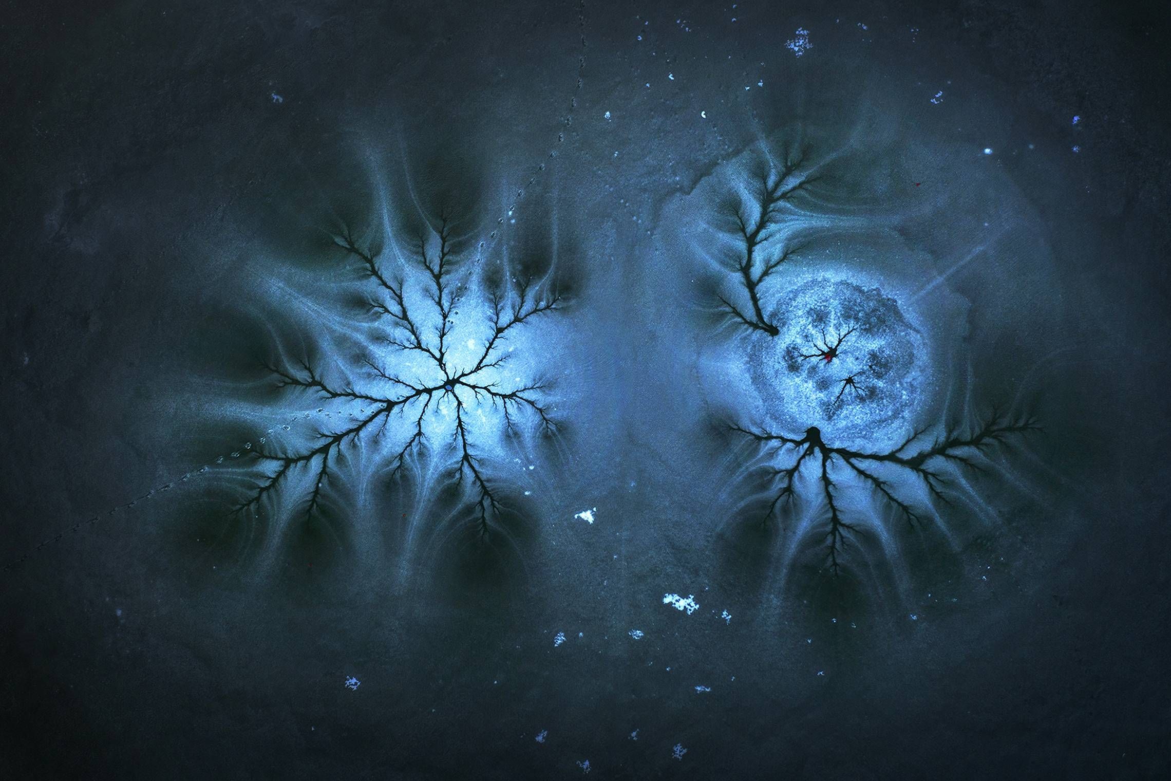 https://storage.tally.so/90c4675a-8c02-4263-adf7-e9c27cd44ac5/Laszlo-Siman-Hungary---Mitosis.jpg