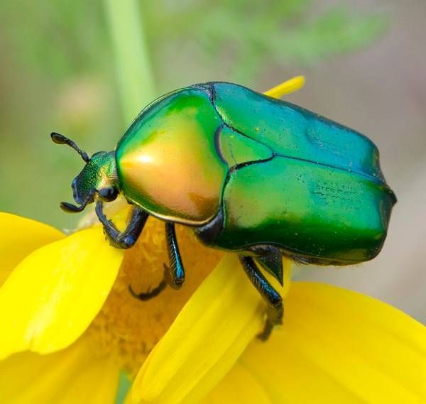 https://storage.tally.so/a47f04a2-ee27-4d67-834c-47b8df4e460c/CopperChafer.jpg