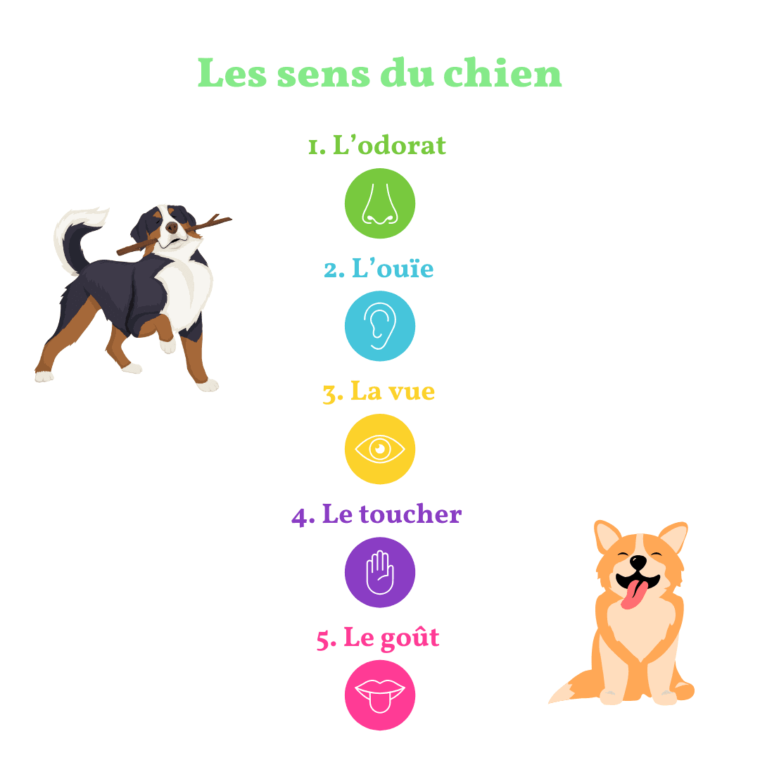 https://storage.tally.so/ac2667c8-7017-46f7-89f7-760c87ac6006/Qu-est-ce-qu-est-Cani-gourmand-2-.png