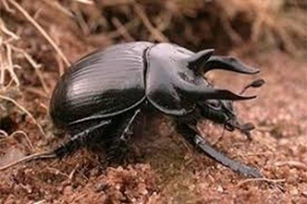 https://storage.tally.so/b1d19c51-297b-4c54-81af-dc4bf52ede76/MinotaurBeetle.jpg