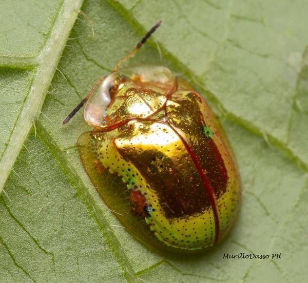 https://storage.tally.so/b64af1f8-a28e-46f3-b12a-ecbbd08656e8/GoldenTortoiseBeetle.jpg