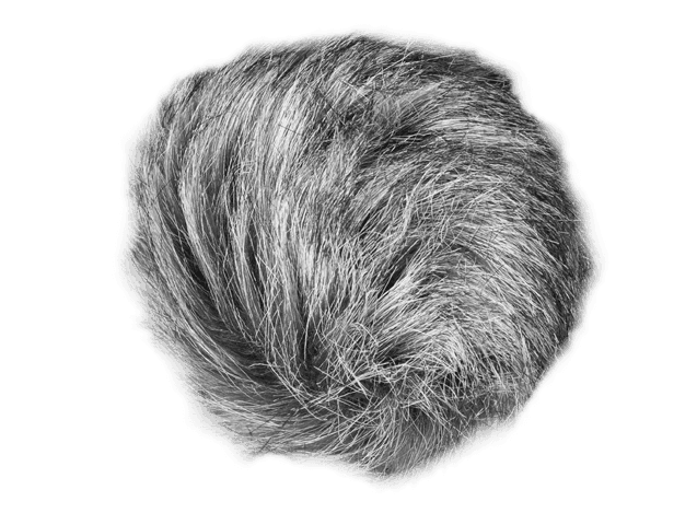 https://storage.tally.so/bdb78aba-f9f2-44dd-8b61-a7c1f886c550/WSU_tra.png.768x0_q60.png
