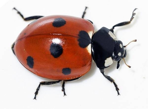 https://storage.tally.so/c4b62162-10dd-471a-af4c-10e5dbe15d72/Ladybug.jpg