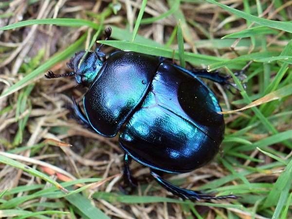 https://storage.tally.so/c5563b57-4fc1-4f0c-b419-1ac2285d4d84/SpringDumbledorBeetle.jpg