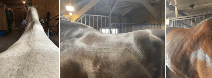 back horse pictures