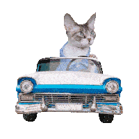 https://storage.tally.so/c9c52fea-900b-4b8d-a664-769c6abfc7db/classic-car-cat-devon-rex-chevy-driving-cute-funny.gif