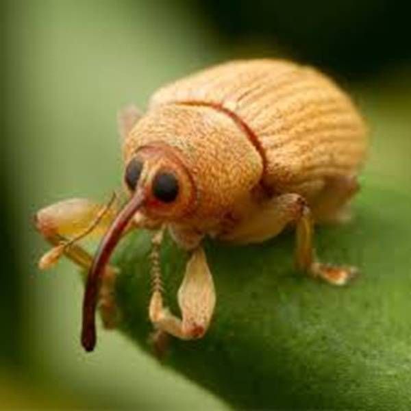 https://storage.tally.so/ccaaaa33-49db-4480-9aab-5526a1d0c82f/AcornWeevil.jpg