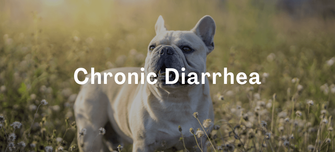 Hip & Elbow Dysplasia