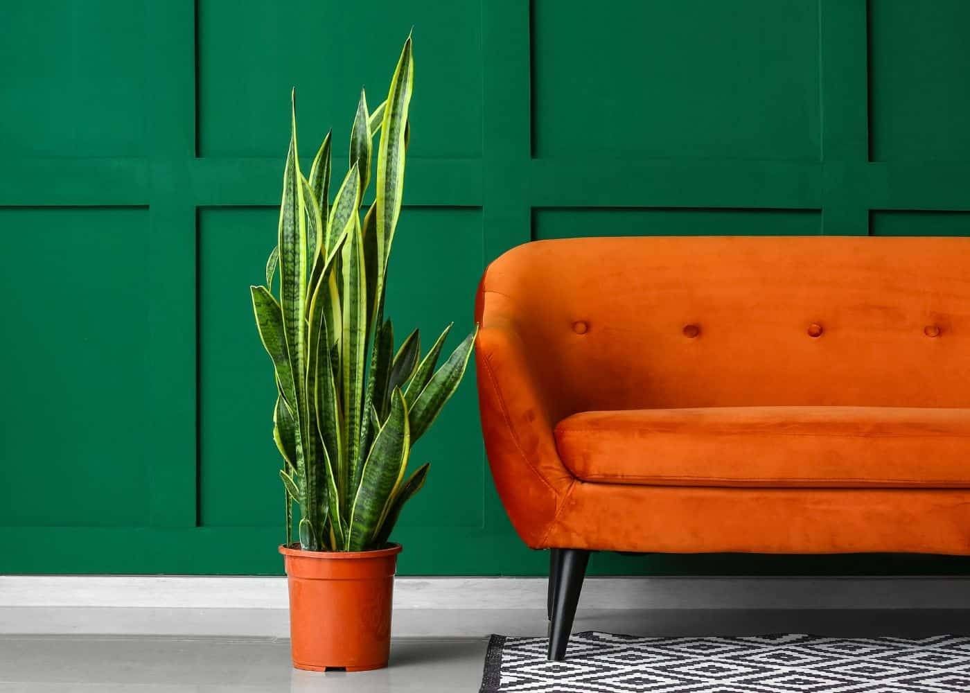 https://storage.tally.so/d136d045-0ea0-468b-bd57-d8eaef1cb9a3/indoor-plants-for-minimal-light.jpg