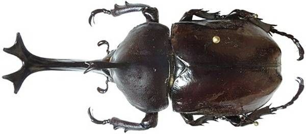https://storage.tally.so/d144d06f-74a2-406c-8c93-2bffa2bfdd7d/JapaneseRhinocerosBeetle.jpg
