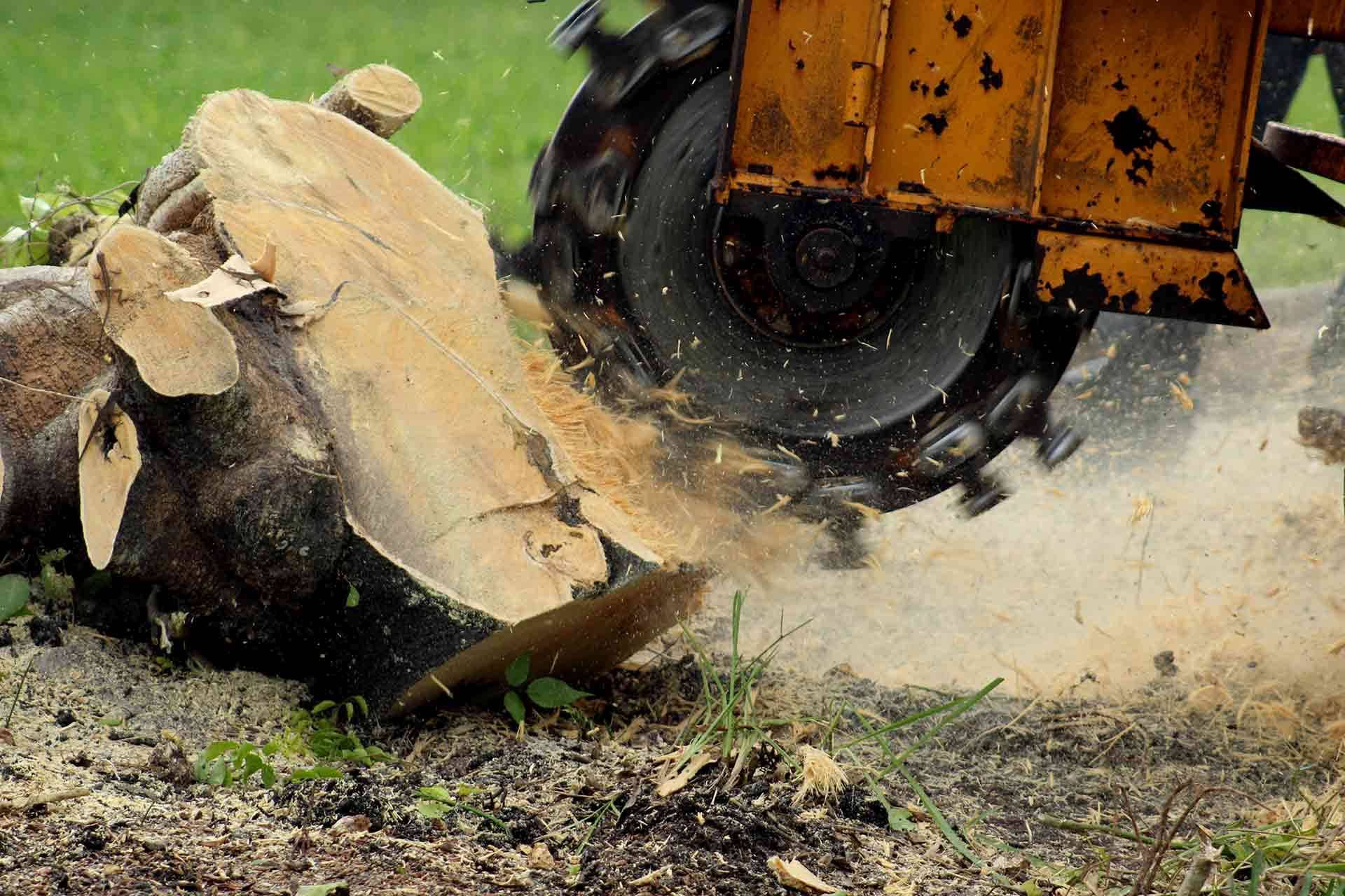 https://storage.tally.so/d1b0c787-39e5-4369-9073-cce551845841/Stump-Removal-How-to.jpg