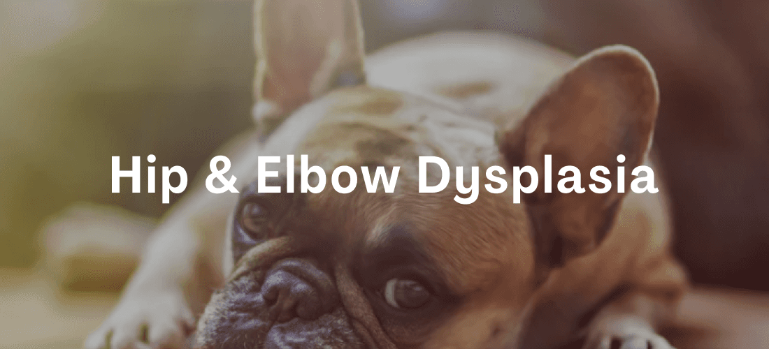 Hip & Elbow Dysplasia