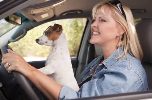 https://storage.tally.so/dcae1910-ae52-4612-9db2-c6d54a2a327e/Pets-in-driver-s-lap.jpg