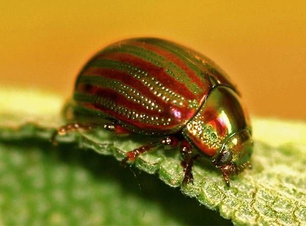 https://storage.tally.so/dcea5b67-08df-48f6-a94b-a78e6ae014b3/RosemaryBeetle.jpg