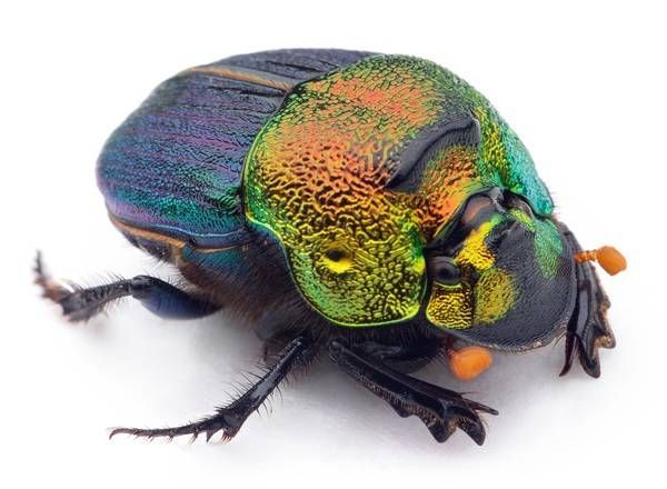 https://storage.tally.so/f7bc0ee8-fe6b-45a6-a6e2-155771816ea9/RainbowScarabBeetle.jpg