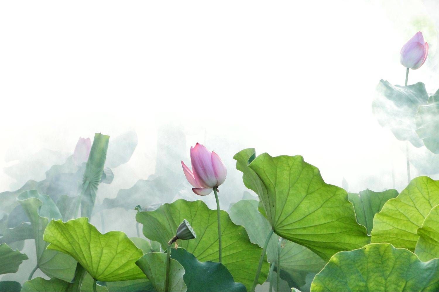 Form cover