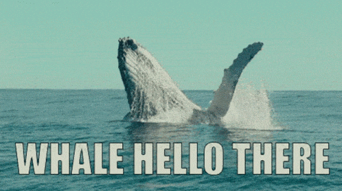 https://storage.tally.so/fd88c83c-02f9-44ed-afa4-d8b618e577f8/Whale-hello-there.gif