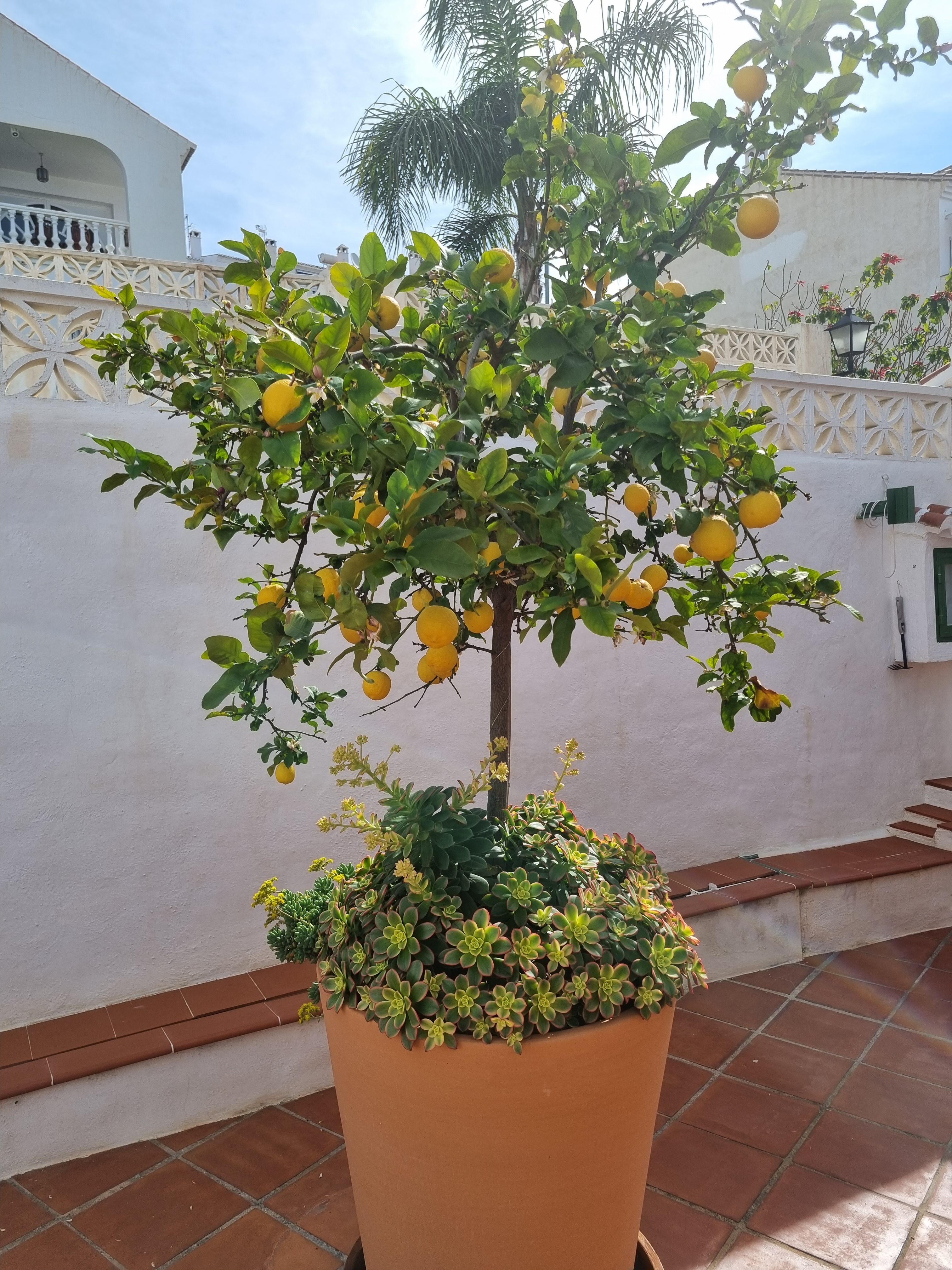 Charmiga Casa Limones - plats för gemenskap & må-bra i Andalusien